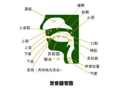 播音主持培訓(xùn)內(nèi)容之發(fā)聲器官示意圖